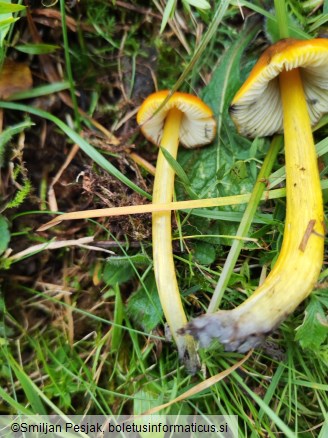 Hygrocybe conica