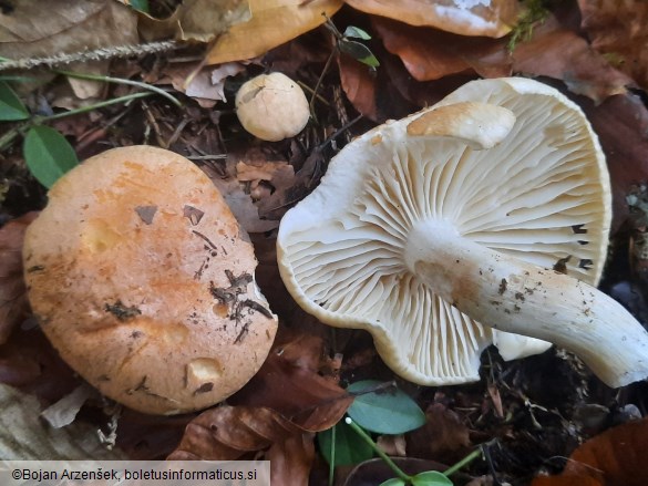 Hygrophorus pudorinus