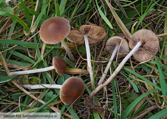 Psathyrella clivensis
