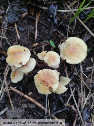 Hypholoma fasciculare