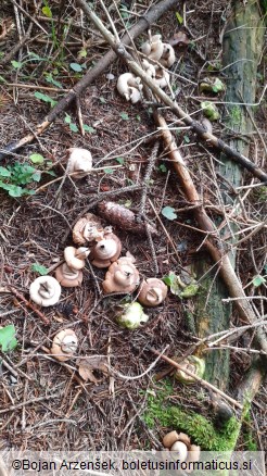 Geastrum sessile