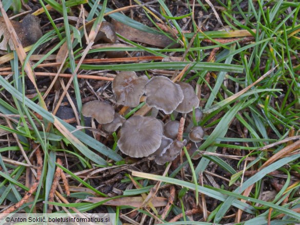 Mycena pseudopicta