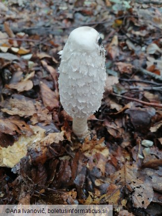 Coprinus comatus