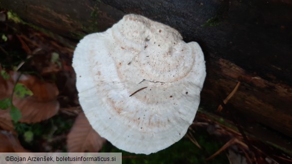 Oligoporus stipticus