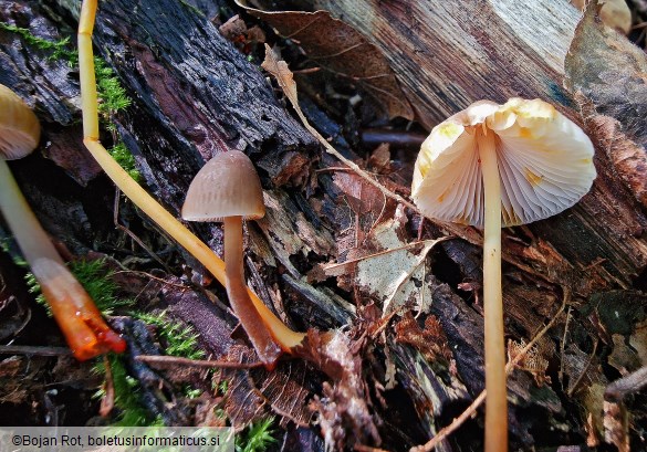 Mycena crocata