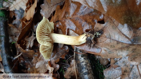 Tricholoma sulphureum