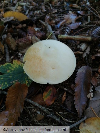 Agaricus sylvicola