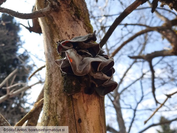 Auricularia auricula-judae