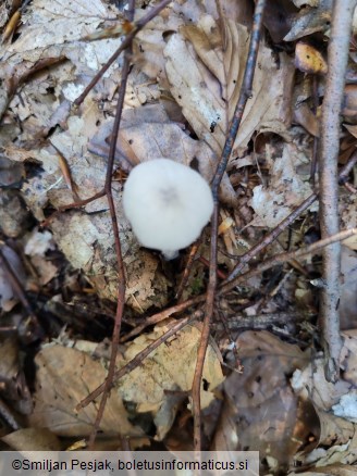 Laccaria amethystina