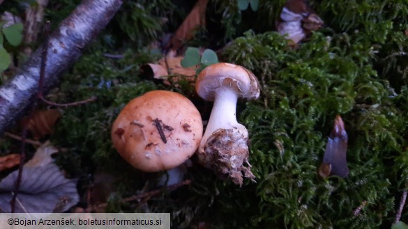 Leucocortinarius bulbiger