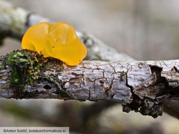 Tremella mesenterica