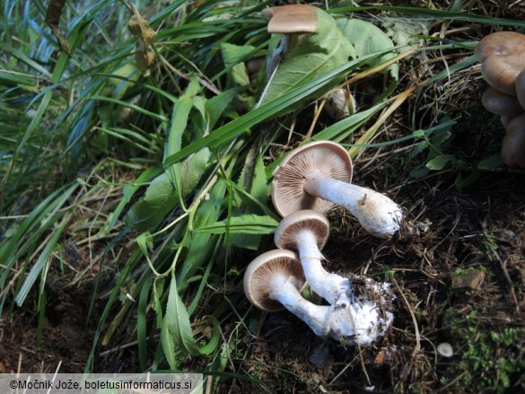 Cortinarius caninus