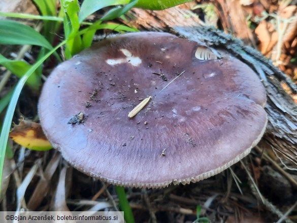 Russula vesca