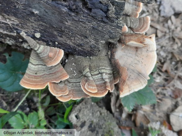 Stereum insignitum