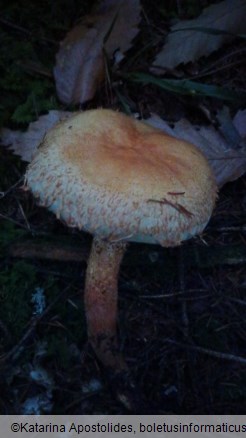 Pholiota squarrosa