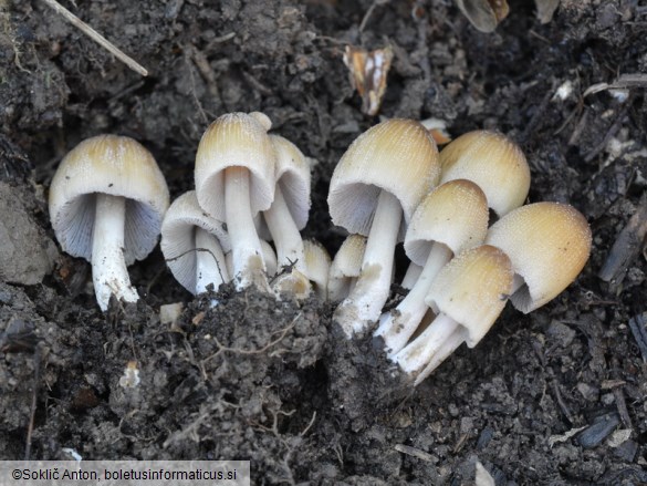 Coprinellus micaceus