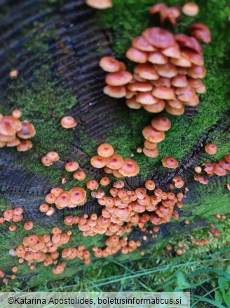 Xeromphalina campanella