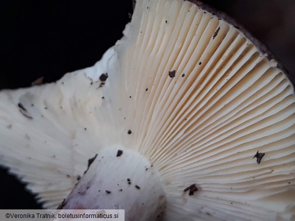 Russula amoena