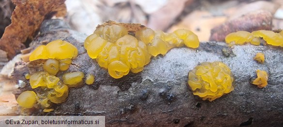 Dacrymyces lacrymalis