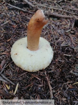 Boletus castaneus