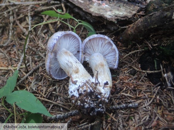 Cortinarius malachius