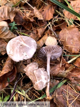 Mycena pelianthina