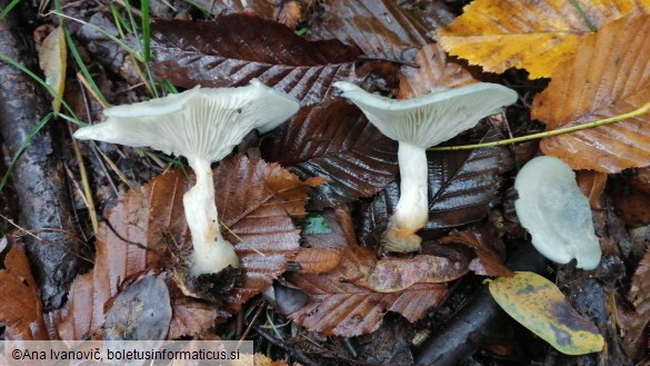 Clitocybe odora