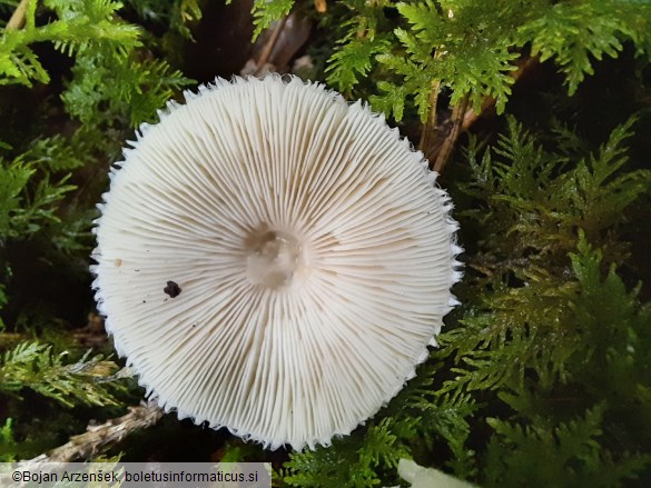 Volvariella hypopithys
