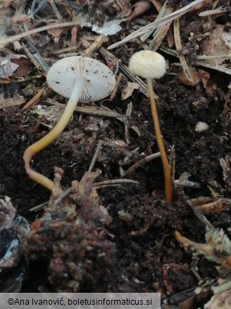 Strobilurus tenacellus