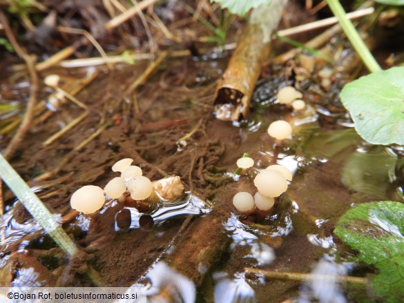 Cudoniella clavus