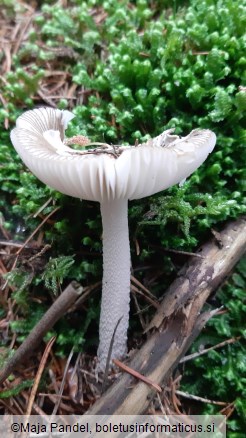 Amanita vaginata