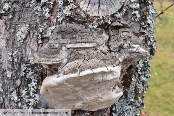 Phellinus pomaceus