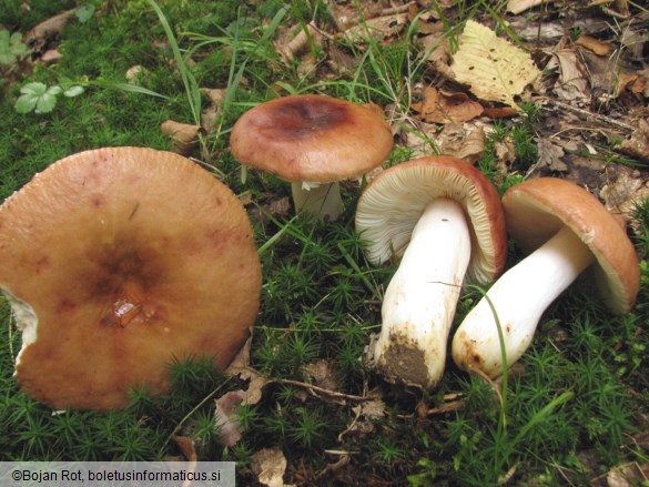 Russula melliolens