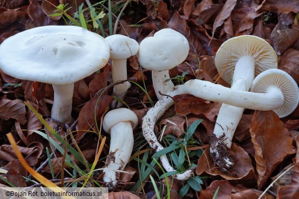 Hygrophorus cossus