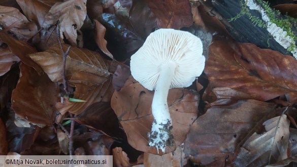 Tricholoma lascivum