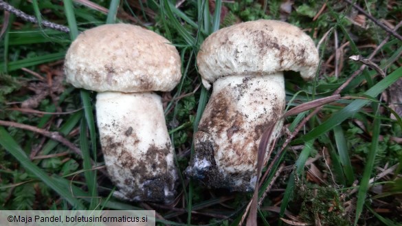 Boletus cyanescens