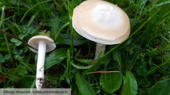 Melanoleuca substrictipes