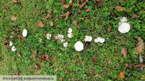 Clitocybe dealbata