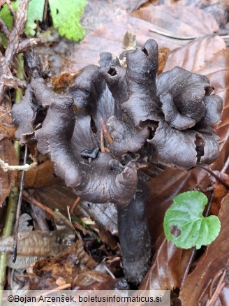 Craterellus cornucopioides