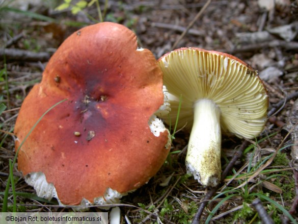 Russula aurea