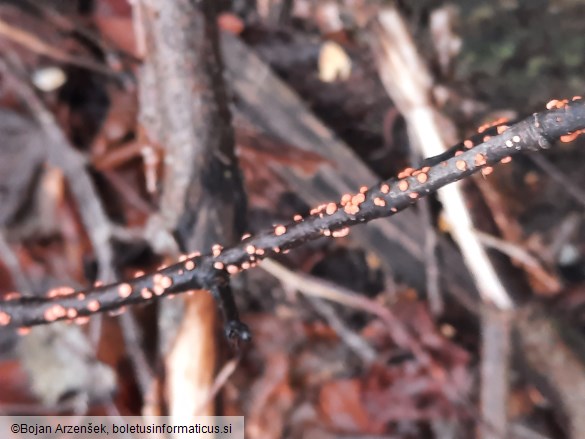 Nectria cinnabarina