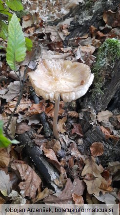 Hymenopellis radicata