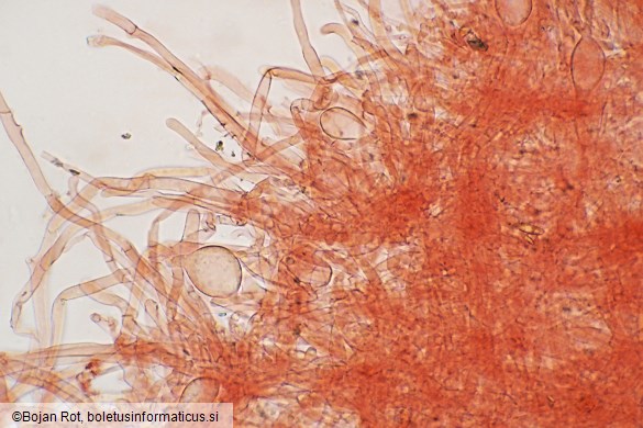 Clitocybe phaeophthalma