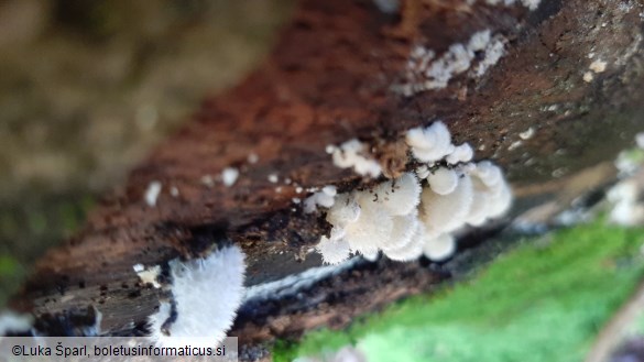 Schizophyllum commune