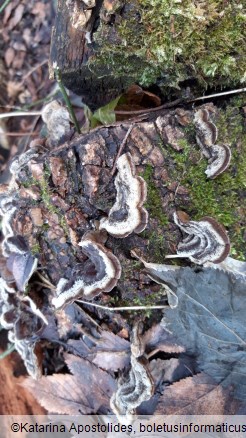 Auricularia mesenterica