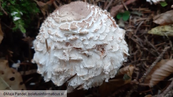 Chlorophyllum olivieri