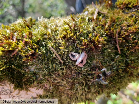 Encoelia furfuracea