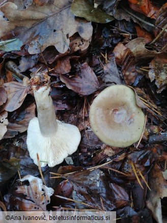 Lactarius blennius