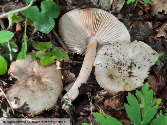 Megacollybia platyphylla