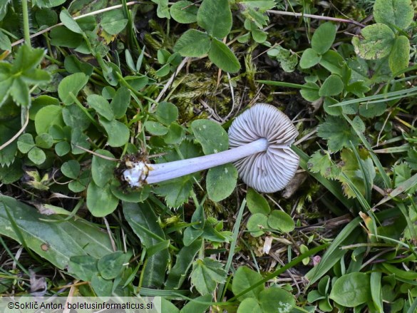 Entoloma griseocyaneum